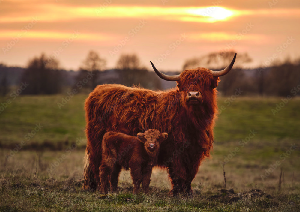 Highland-Cattle